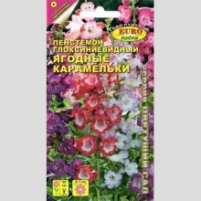 Пенстемон Ягодные карамельки