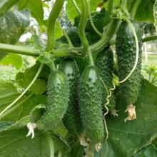 Огурец Все путем F1