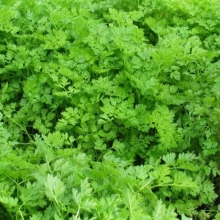 Кервель Каприз