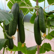 Огурец Необыкновенное чудо F1