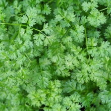 Кервель Ажурный