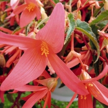 Бегония Копакабана F1 лососевая боливийская