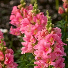 Львиный зев Карликовый розовый