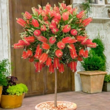 Красивотычинник Сплетенный (большой пакет)