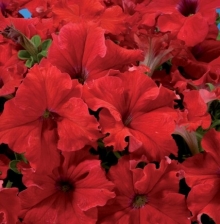 Петуния Аладдин F1 Красная (Семена Профи)