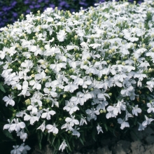 Лобелия Белый дворец (эринус)