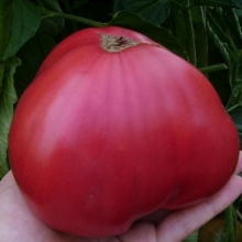 Томат Сибирский Гигант Розовый
