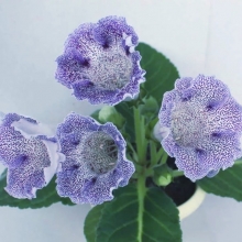 Глоксиния Импресс Синие чернила