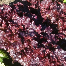 Салат Вишневая Дымка