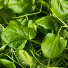 Кресс-салат Широколистный