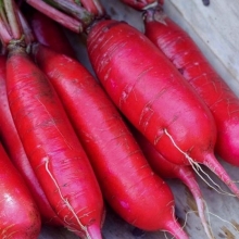 Редис Розовый фламинго