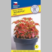 Колеус Колоча Роуз