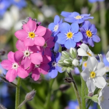 Незабудка Альпийская мечта смесь