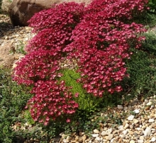 Камнеломка Пурпурный ковёр