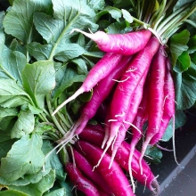 Редис Фелиция