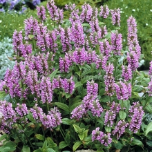 Котовник Розовая пантера