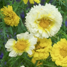 Хризантема Голден увенчанная смесь