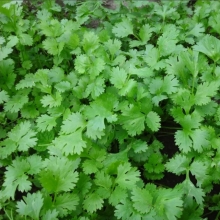 Кориандр Тайга