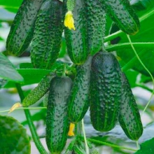 Огурец Ребята-Пикулята F1