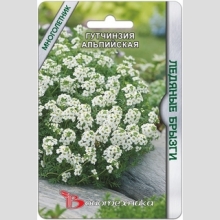 Гутчинзия Ледяные брызги альпийская