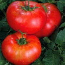 Томат Сибирский Здоровяк