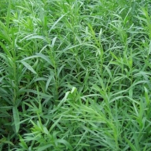 Эстрагон Ацтек