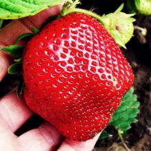 Земляника Красная шапочка