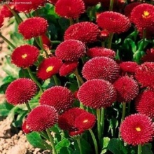 Маргаритка Ред (помпонная)