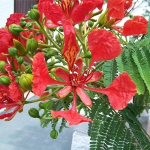 Делоникс Огненный зонтик королевский