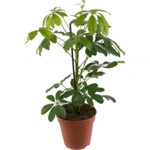 Шеффлера древовидная