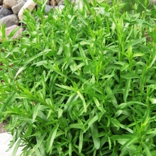 Эстрагон Зеленый Дол (тархун)