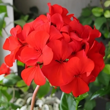Пеларгония Люстра Скарлет зональная