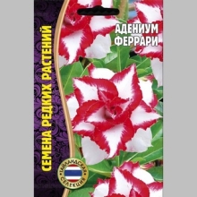Адениум Феррари (тучный) (большой пакет)