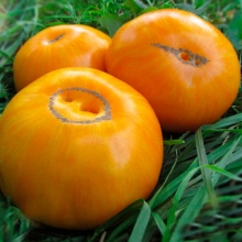 Томат Жемчужина Джанет