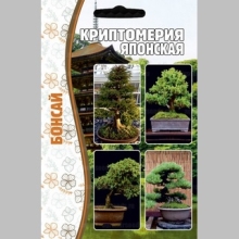 Криптомерия Японская (большой пакет)