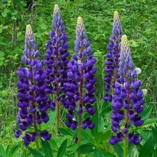 Люпин Правитель