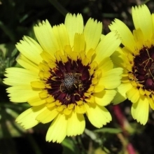 Толпис Трын-трава