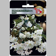 Бегония Иллюминейшн F1 Вайт (ампельная)