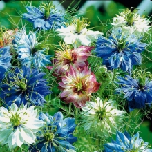 Нигелла Пестрая дорожка дамасская смесь