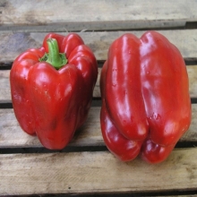 Перец Клаудио F1 (Нунемс)