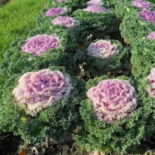 Капуста Северная роза декоративная