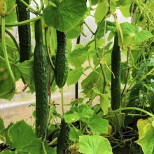 Огурец Аллигатор F1