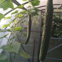 Огурец Анаконда F1