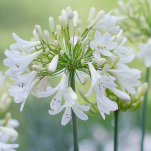 Агапантус Белый