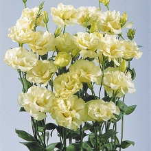 Эустома Эйбиси F1 Желтая