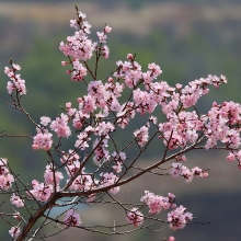 Абрикос Розовая дымка (манчжурский)
