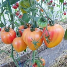 Томат Абрикосовое Сердце Зебры (Coeur De Zebre Apricot) (большой пакет)