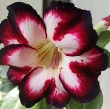 Адениум Черный Любовник (тучный) (большой пакет)