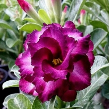 Адениум Фиолетовый Город (тучный) (большой пакет)