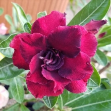 Адениум Малиновый Десерт (тучный) (большой пакет)